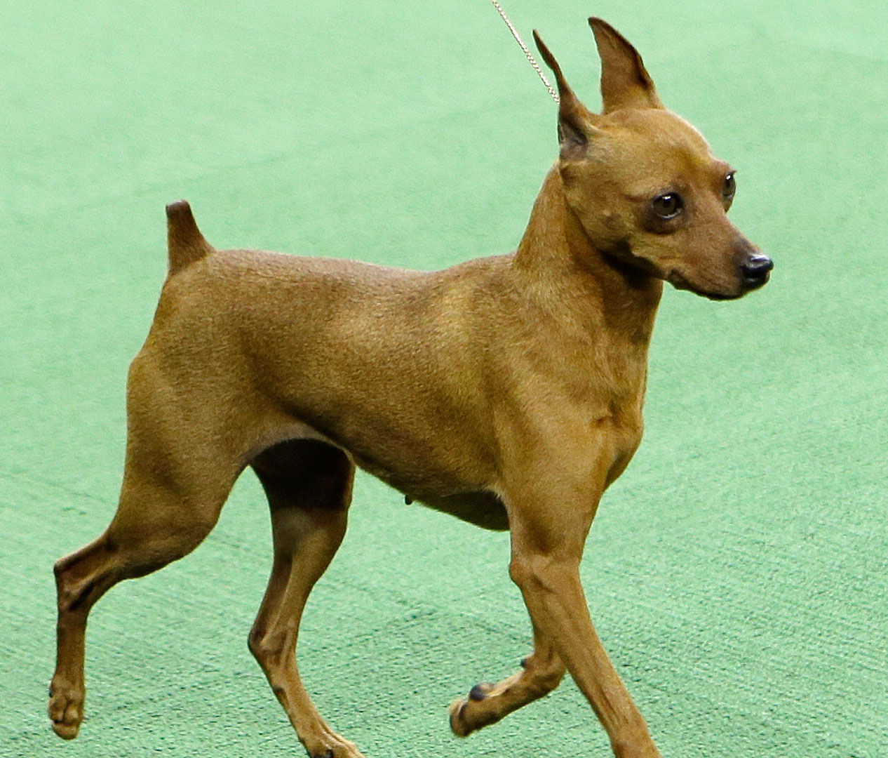 Miniature pinscher